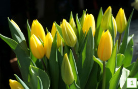 lpgk_tulipany_ciete